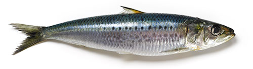 Sardine-final