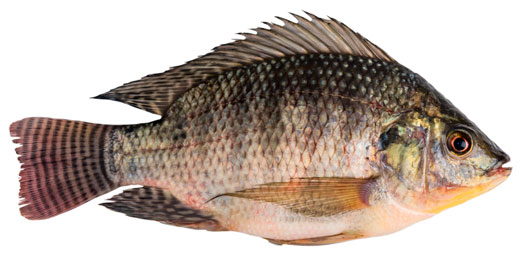 Tilapia-du-Nil---image---new